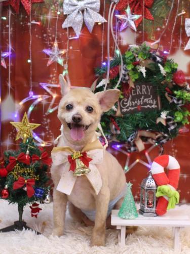 20231214ロイくん 